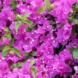 thumbnail for publication: Bougainvillea